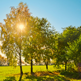 Gedenkbaum-Gruppe von Familie Duda für Heinrich Schreiber-Neppert 